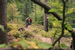 flowige Sektionen wechseln sich mit Singletrails ab