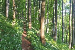 ein Rhöner Trail